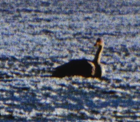 Swan